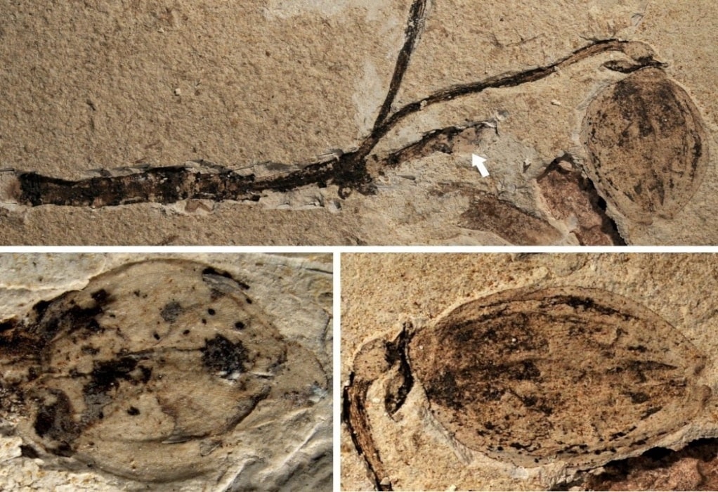 Χιλή: Εντυπωσιάζει το απολίθωμα εγκύου ιχθυόσαυρου που ανακαλύφθηκε σε παγετώνα