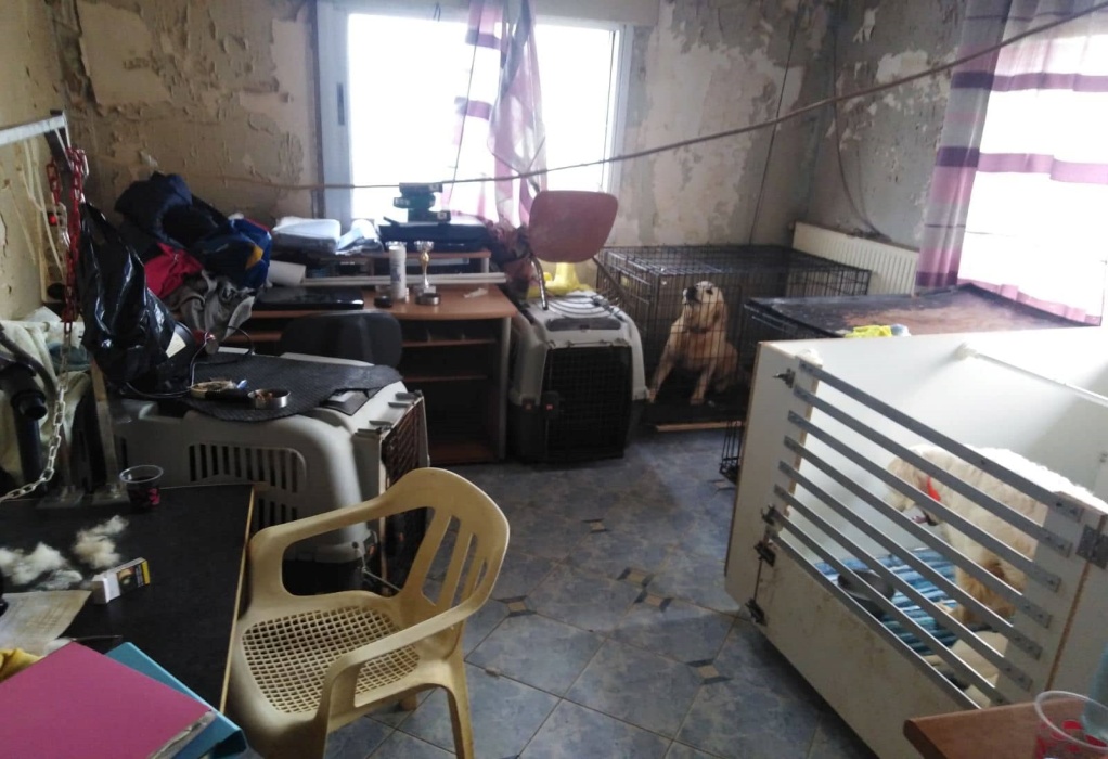 Θεσσαλονίκη: 60χρονη ζούσε σε σπίτι με 16 σκυλιά – Δυσοσμία, έντομα και ακαθαρσίες σε ολόκληρη την οικία (ΦΩΤΟ) 