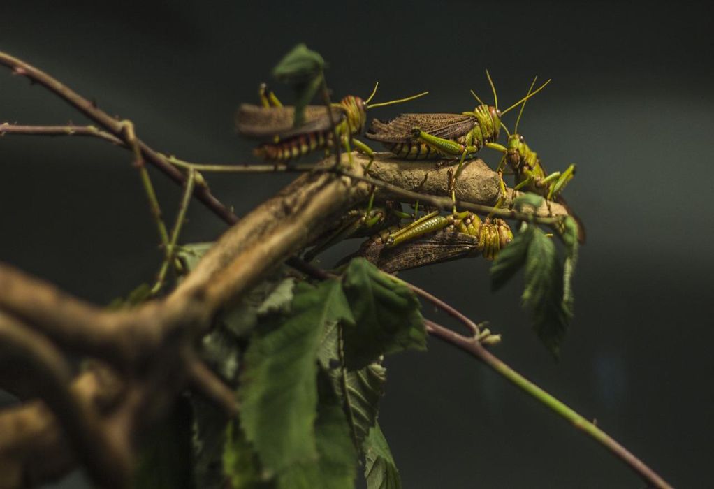Ροδόπη: Εκατομμύρια ακρίδες εξαφανίζουν καλλιέργειες-Ανυπολόγιστες οι ζημιές στο βαμβάκι