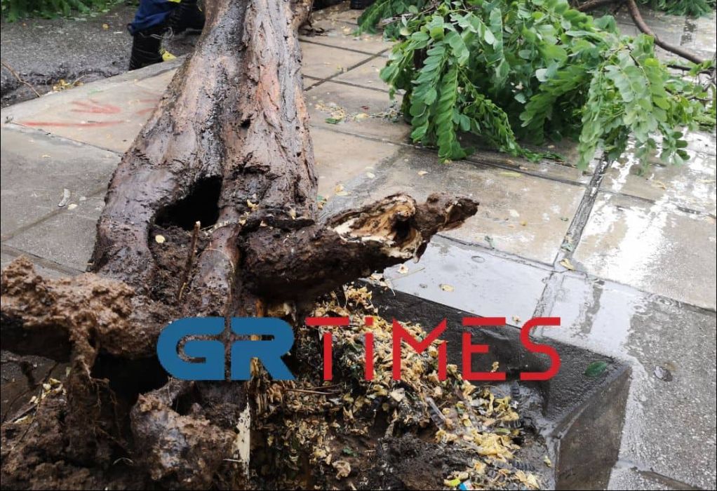 Θεσσαλονίκη: Δέντρο έπεσε στη μέση του δρόμου στην περιοχή Χαριλάου