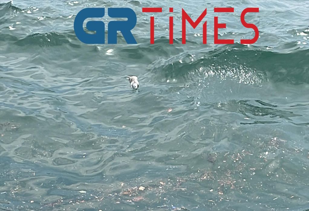 Αποκρουστικό θέαμα στον Θερμαϊκό: Νεκρά ποντίκια ξεβράστηκαν στη θάλασσα (ΦΩΤΟ-VIDEO)