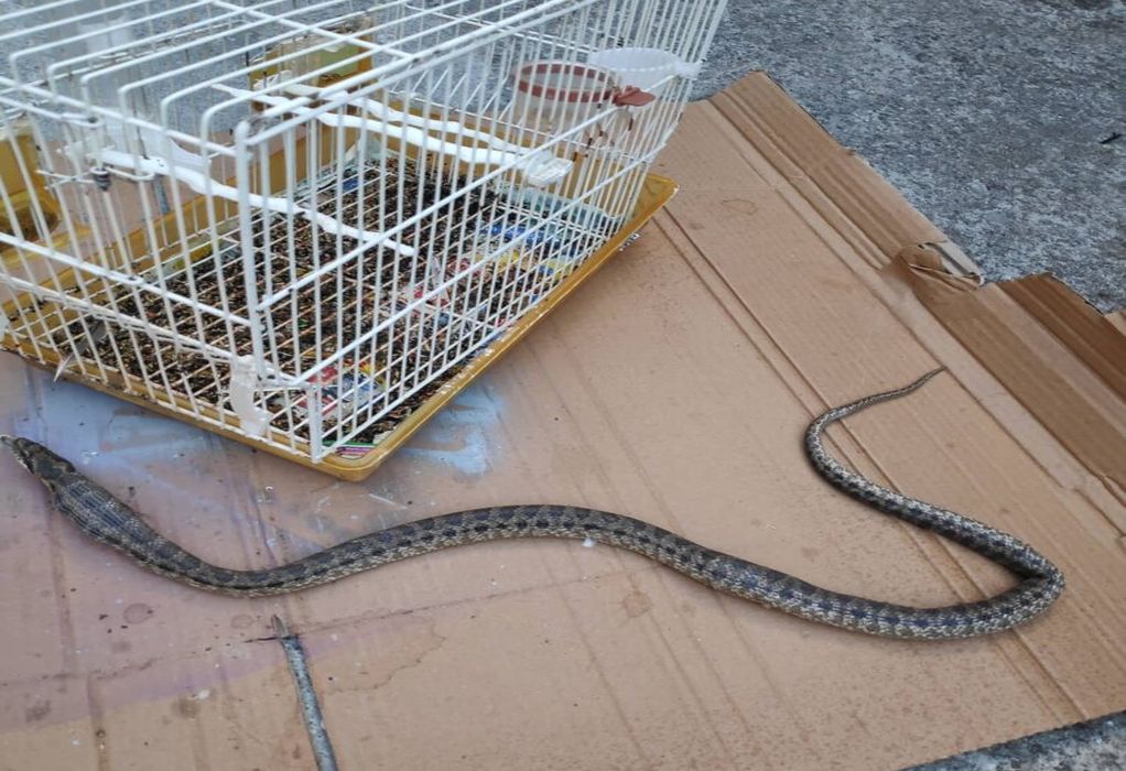 Λάρισα: Φίδι «τρύπωσε» σε αυλή σπιτιού και έφαγε καναρίνι (ΦΩΤΟ)