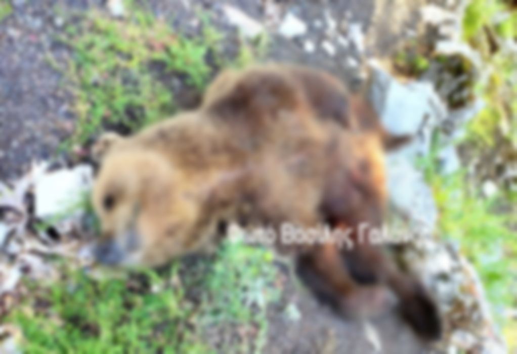 Τρίκαλα: Βρέθηκε νεκρή αρκούδα στους πρόποδες του Κόζιακα (ΦΩΤΟ)