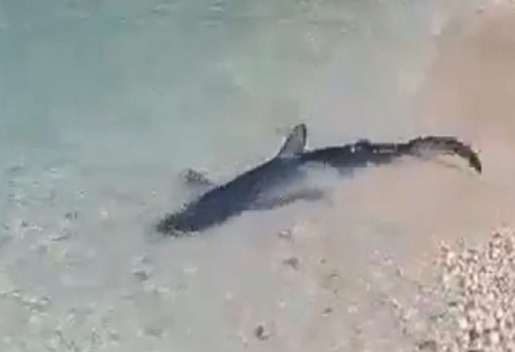 Επτάνησα: Σε ποια παραλία εντοπίστηκε να “βολτάρει” ο γαλάζιος καρχαρίας (VIDEO)