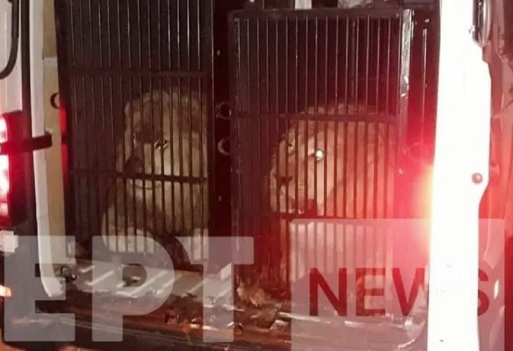 Βρήκαν στον Προμαχώνα δύο λιοντάρια και μια τίγρη με προορισμό τη Μύκονο (ΦΩΤΟ) 