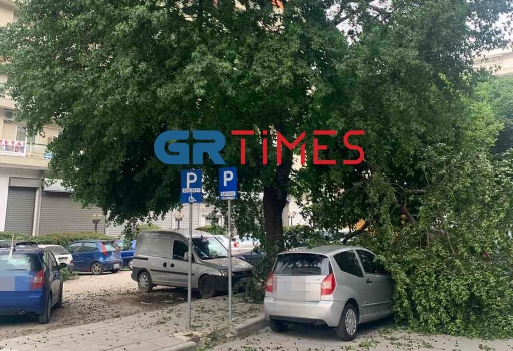 Πάνω από δέκα πτώσεις δέντρων λόγω του έντονου αέρα στη Θεσσαλονίκη (ΦΩΤΟ)