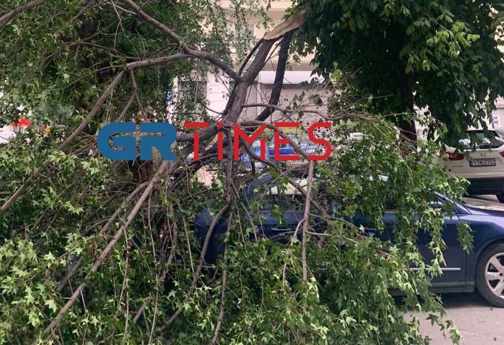Θεσσαλονίκη: Εννέα πτώσεις δέντρων λόγω των ισχυρών ανέμων