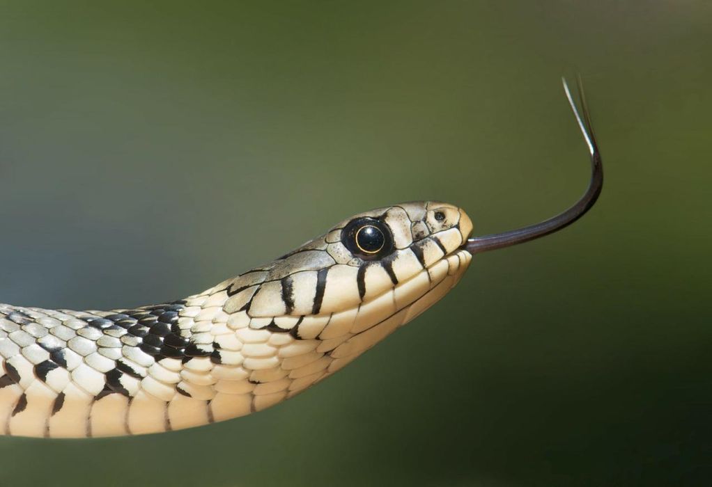 Φίδια στις πόλεις: Κακός σύμβουλος ο πανικός-Ακίνδυνα τα περισσότερα