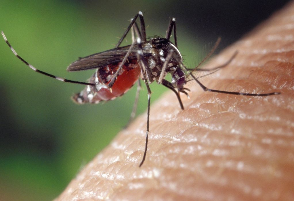Ksou – Ksou: Η δωρεάν εφαρμογή κινητού, για να μην σας πίνουν το αίμα τα κουνούπια