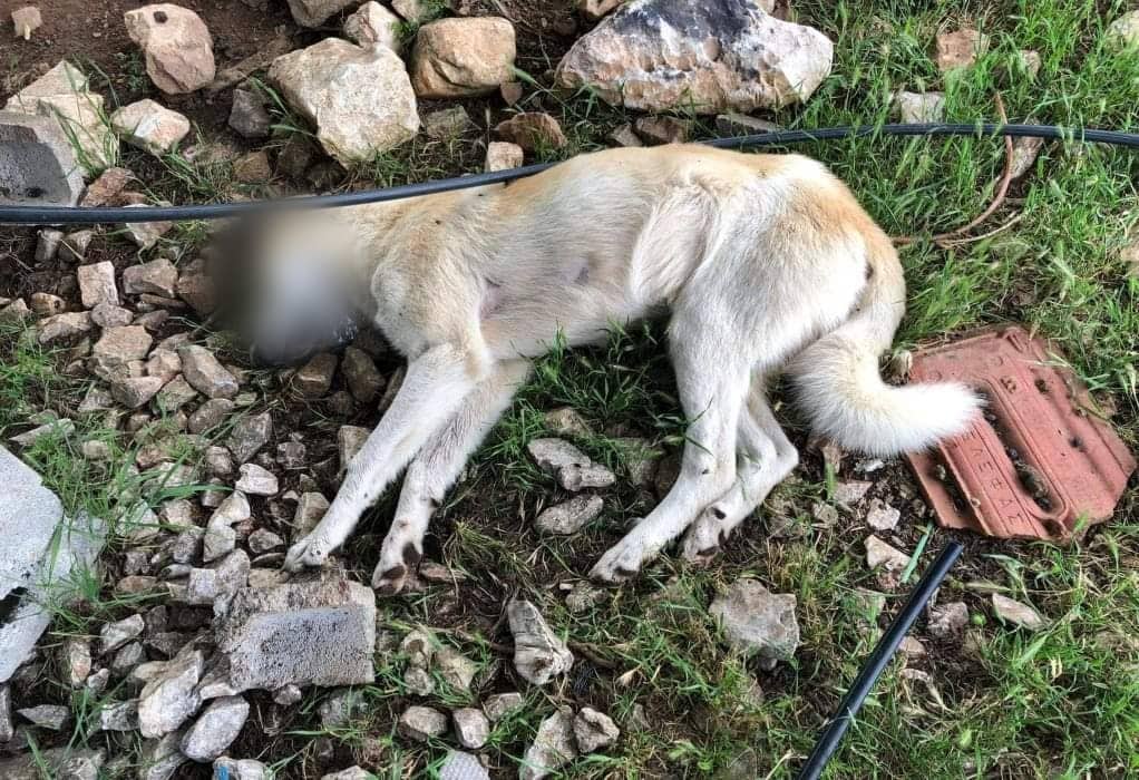 Χαλκιδική: Νεκρά εντοπίστηκαν 5 σκυλιά-Έρευνες από ΕΛ.ΑΣ.