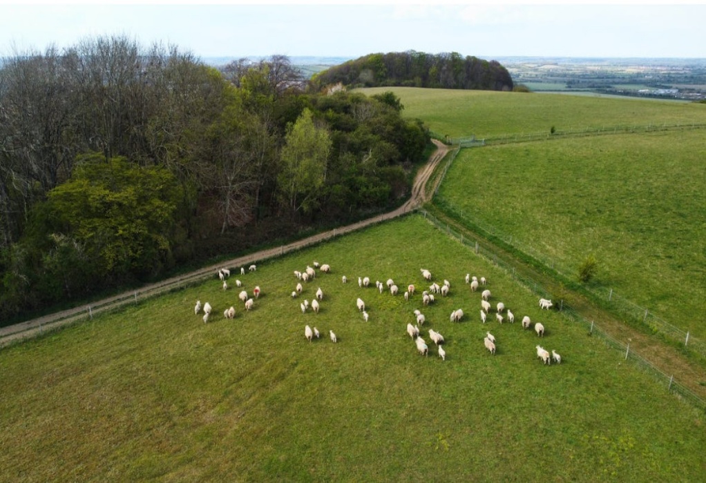 Κλιματική αλλαγή: Η κτηνοτροφία ευθύνεται για το 12% των εκπομπών αερίου του θερμοκηπίου