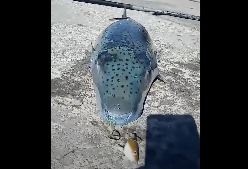 Κάλυμνος: Λαγοκέφαλος «τέρας» ψαρεύτηκε στο λιμάνι του νησιού (VIDEO)