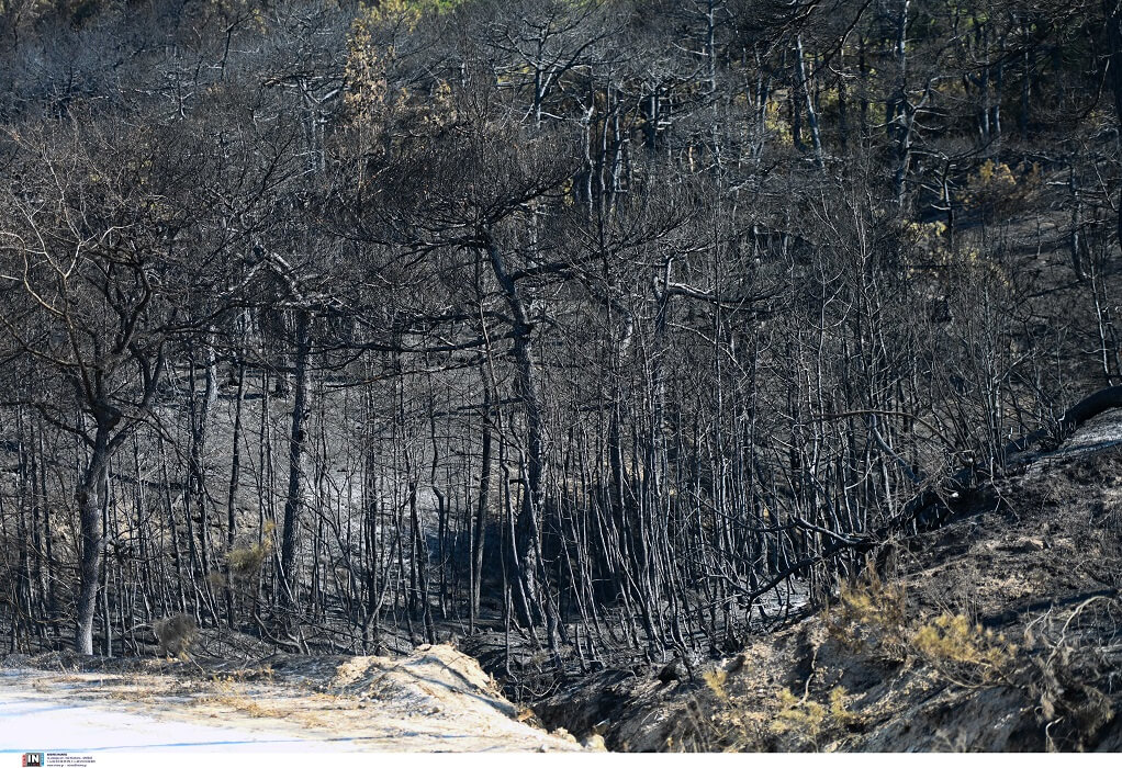 Φωτιά στη Δαδιά: «Δέντρα κάηκαν, αλλά το δάσος δεν κάηκε», δήλωσε ο δήμαρχος Σουφλίου