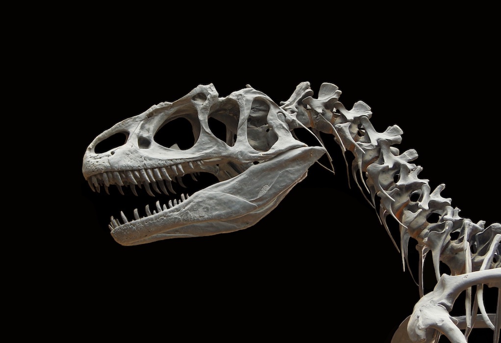 ΗΠΑ: Σκελετός δεινοσαύρου πωλήθηκε έναντι 6,1 εκατ. δολαρίων σε δημοπρασία