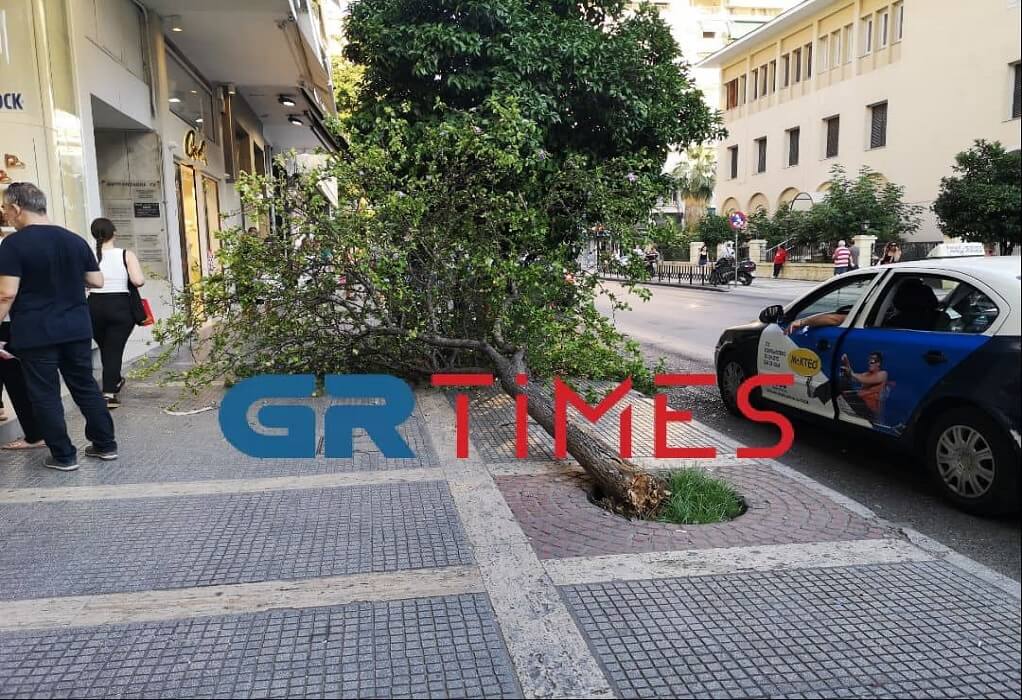 Θεσσαλονίκη: Δέντρο έπεσε ξαφνικά στο πεζοδρόμιο της Μητροπόλεως (ΦΩΤΟ-VIDEO)