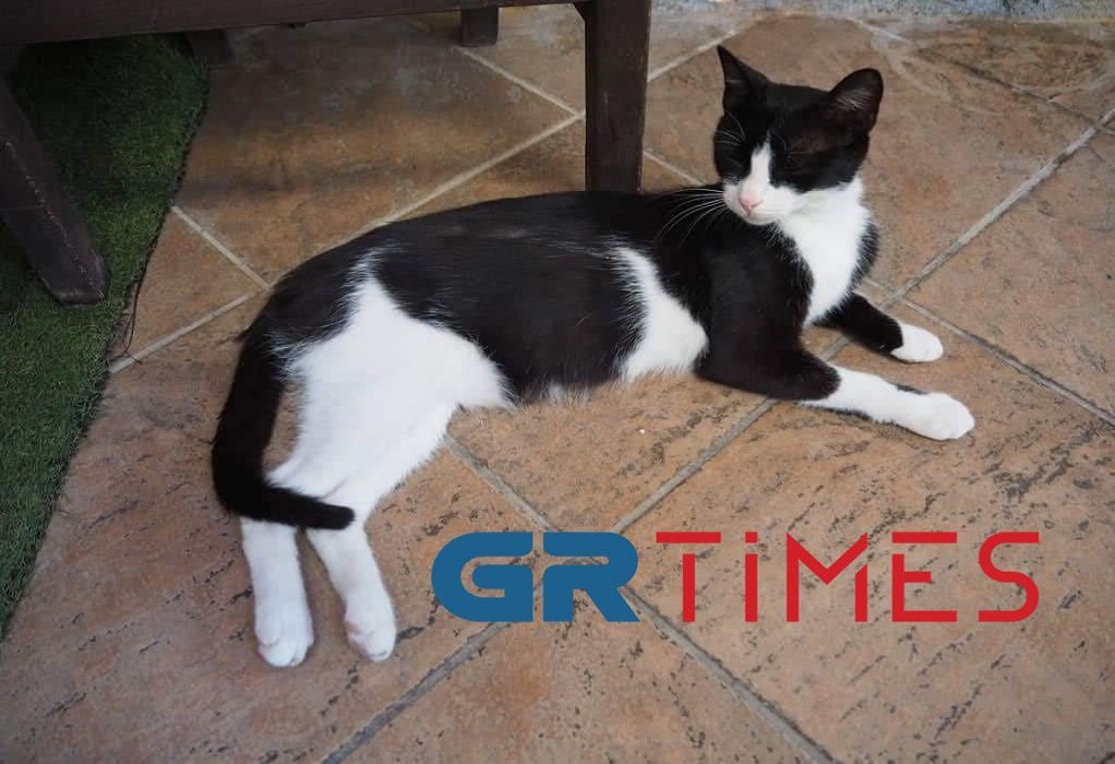 Θεσσαλονίκη: Για κακούργημα κατηγορείται 72χρονος που πυροβόλησε γάτα (ΦΩΤΟ)