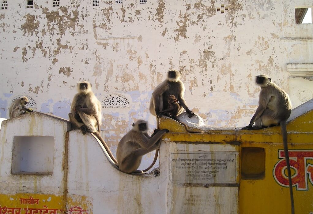 Ινδία: Μαϊμού άρπαξε βρέφος 4 μηνών από τους γονείς του και το πέταξε από ταράτσα