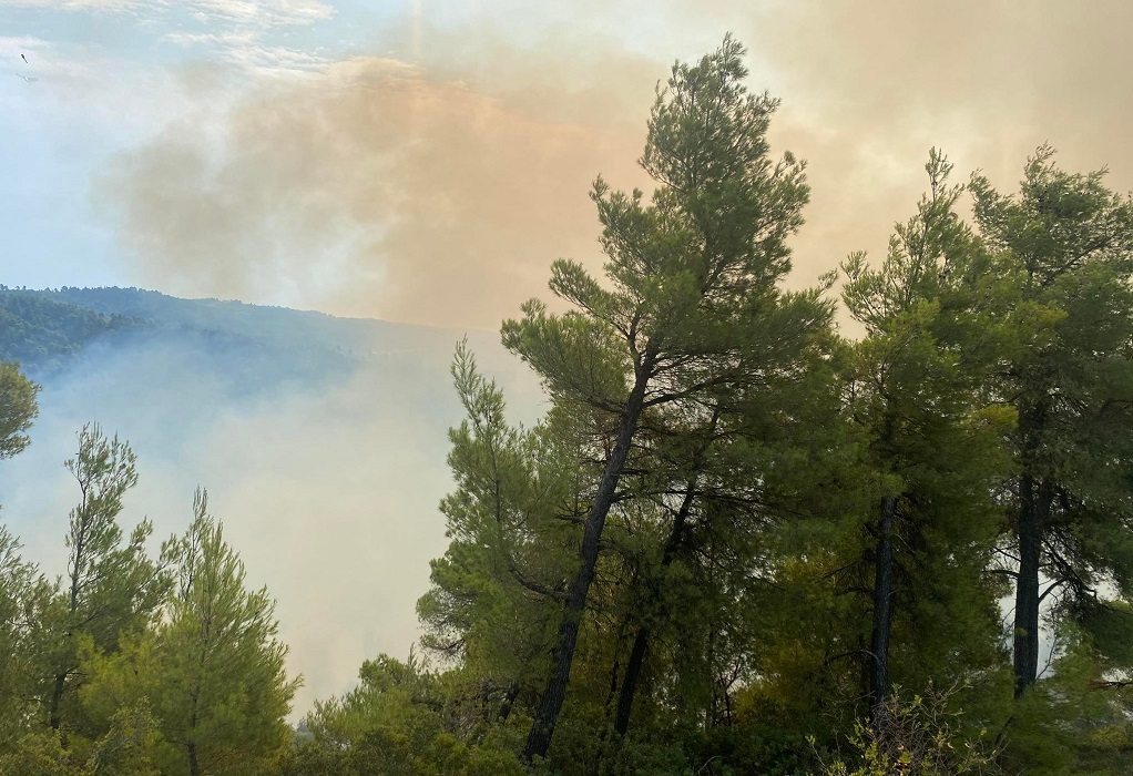 Χαλκιδική: Υπό έλεγχο η πυρκαγιά στην Μόλα Καλύβα – Παραμένει στο σημείο η Πυροσβεστική 