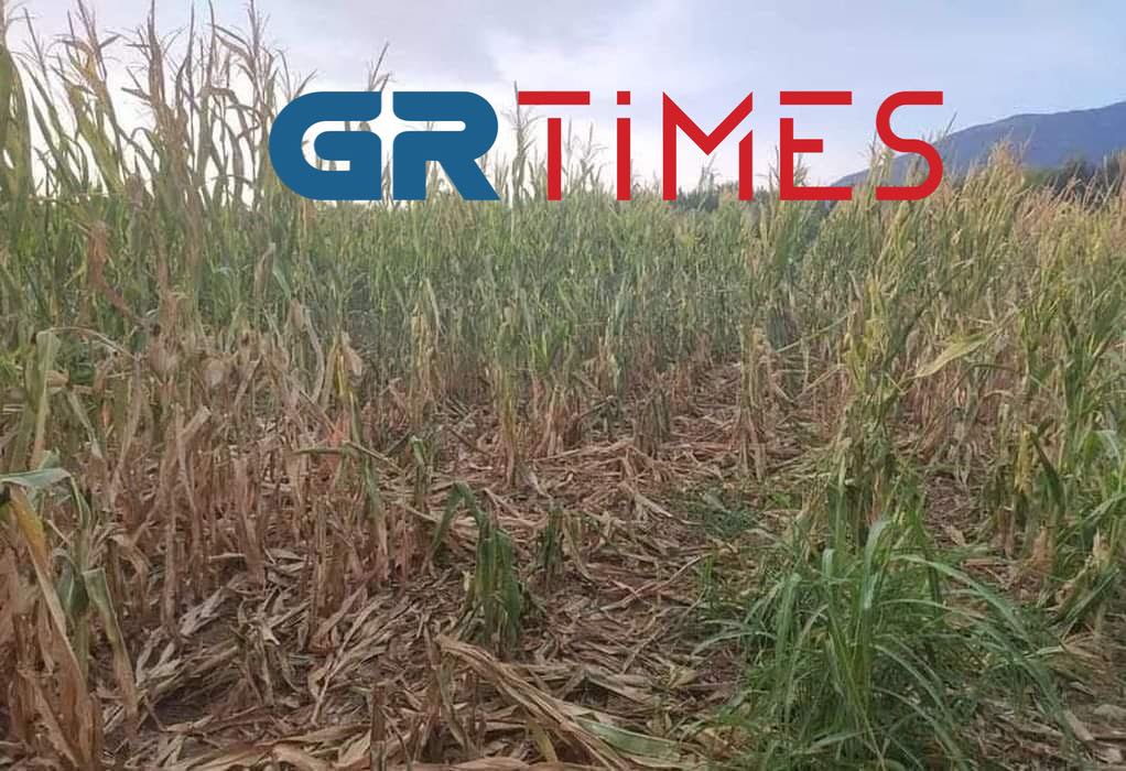 Πιερία: Επιδρομές αγριόχοιρων ισοπεδώνουν καλλιέργειες-Φοβόμαστε να πάμε στα χωράφια λένε οι αγρότες