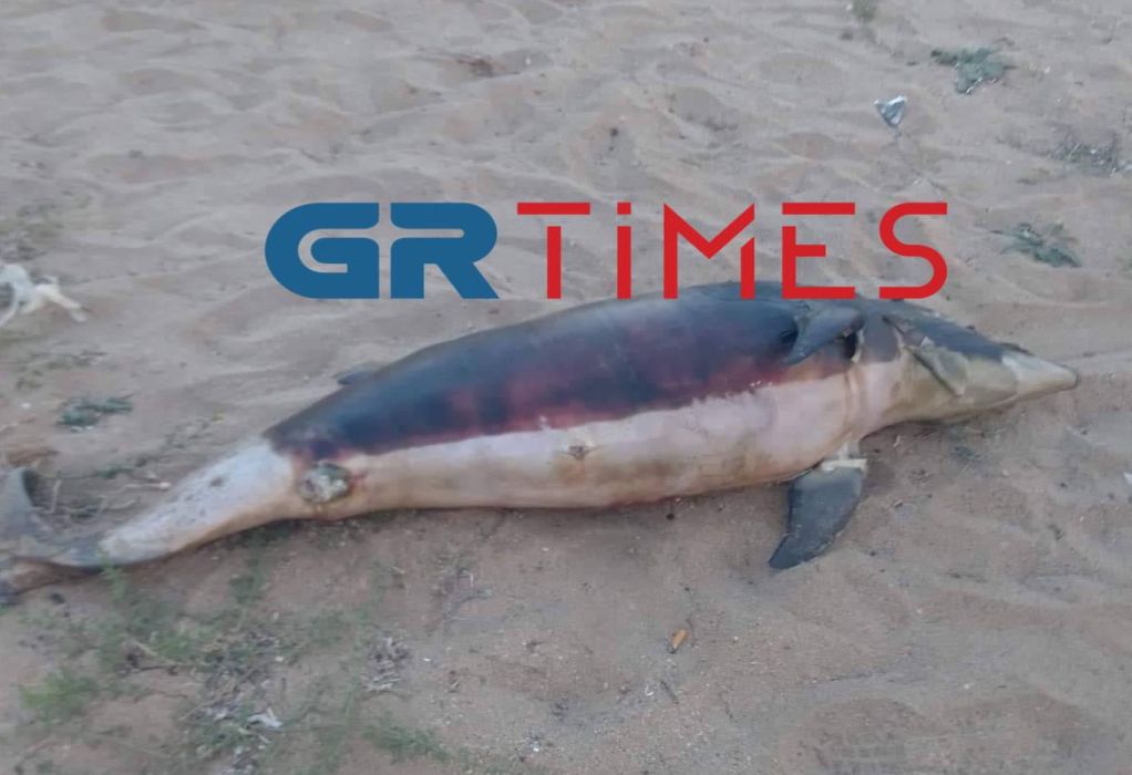 Νεκρό δελφίνι σε παραλία της Χαλκιδικής (ΦΩΤΟ)