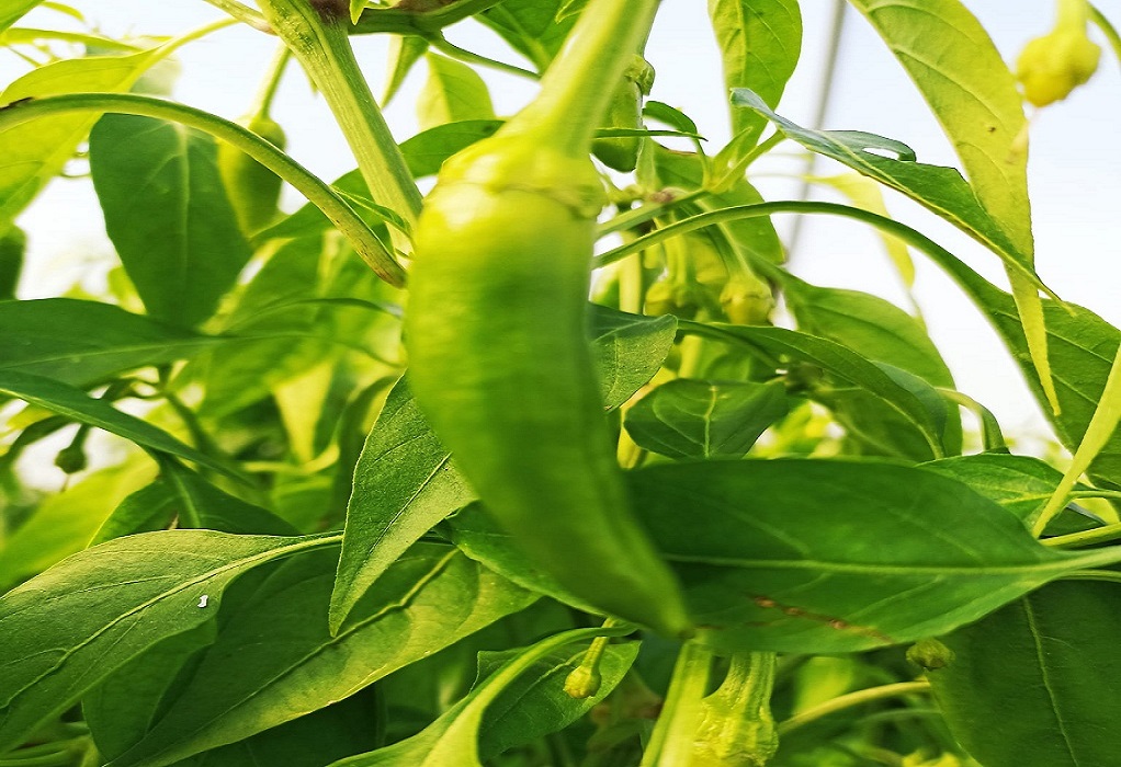 Θεσσαλονίκη: Συνελήφθησαν γιατί έκλεψαν πιπεριές από αγρόκτημα 
