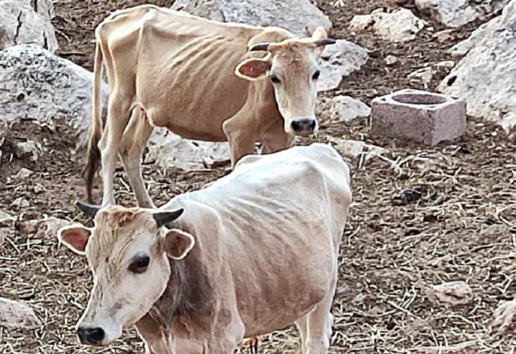 Θεσπρωτία: Σκελετωμένες αγελάδες πεθαίνουν από ασιτία – Γιατί δεν επεμβαίνει η Αστυνομία παρά τη μήνυση (ΦΩΤΟ)
