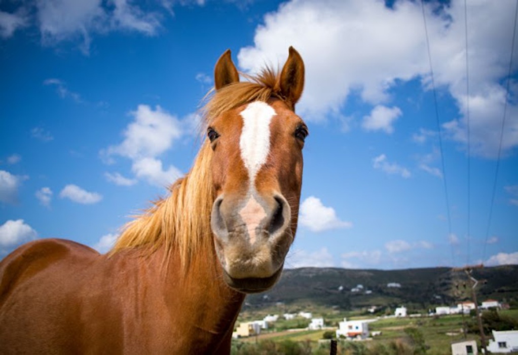 Κτηνωδία στον Τύρναβο: Άλογο βρέθηκε νεκρό και δεμένο σε κολώνα (VIDEO)