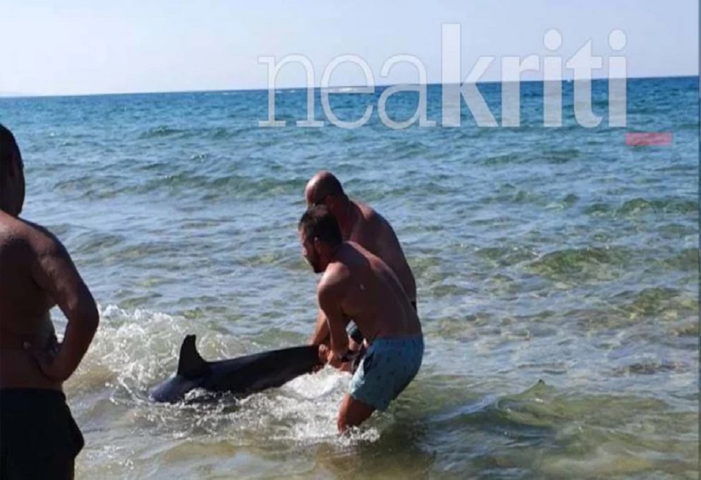 Κρήτη: Θλίψη για τον θάνατο δελφινιού στη Χερσόνησο – Είχε παγιδευτεί σε βράχια (VIDEO)