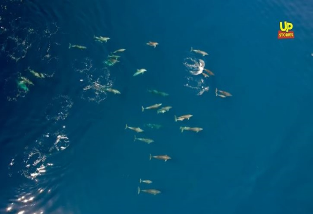 Υπερθέαμα στο Θεολόγο: Δεκάδες μικρά δελφίνια κολυμπούν πλάι στις μητέρες τους (VIDEO)