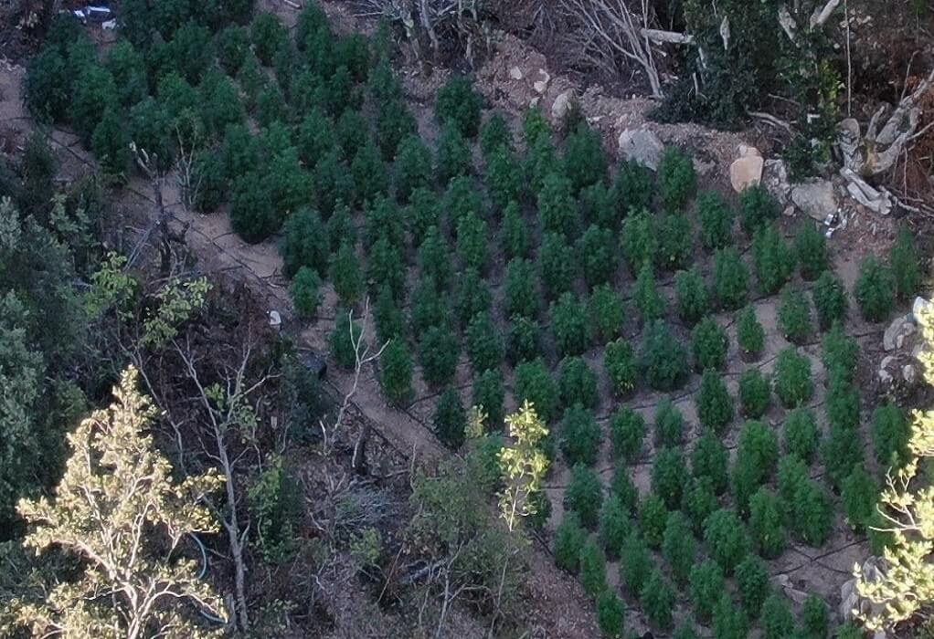 Χαλκιδική: Έφτιαξαν ένα μικρό δάσος από δενδρύλλια κάνναβης-Δύο συλλήψεις (ΦΩΤΟ-VIDEO)