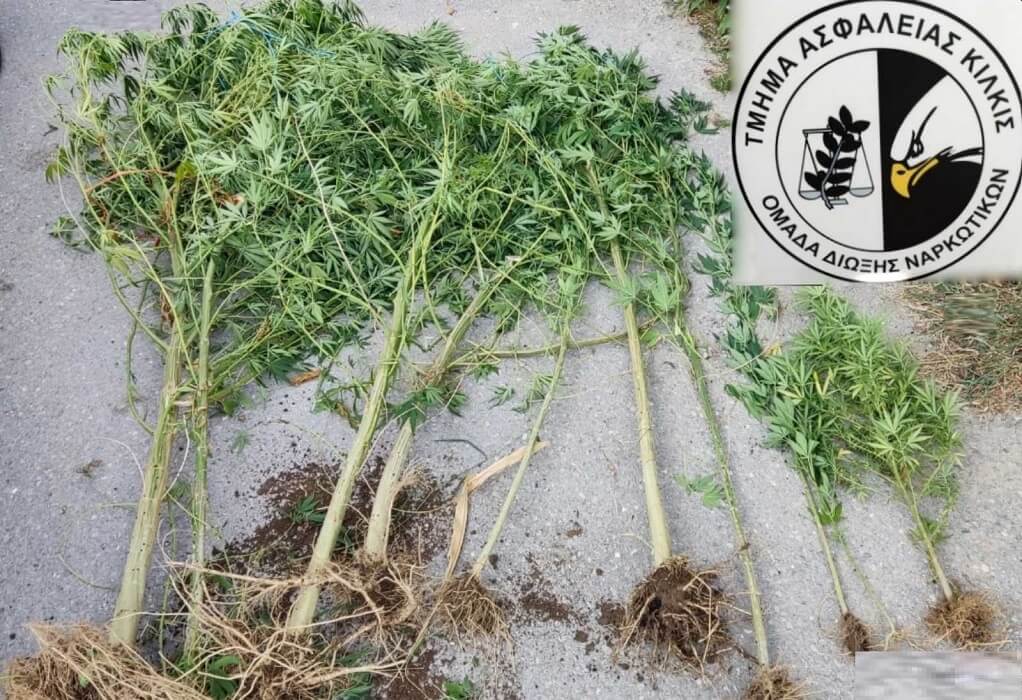 Θεσσαλονίκη: Καλλιεργούσε δενδρύλλια κάνναβης στην αυλή του σπιτιού του