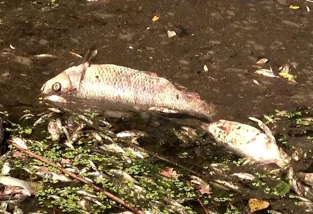 Σέρρες: Εκατοντάδες νεκρά ψάρια στη λίμνη Κερκίνη