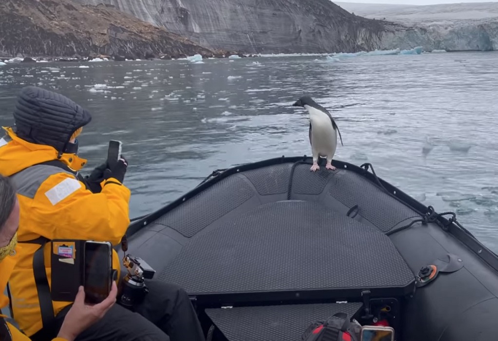 Πιγκουίνος κάνει… κατάληψη σε βάρκα και κλέβει την παράσταση (VIDEO)