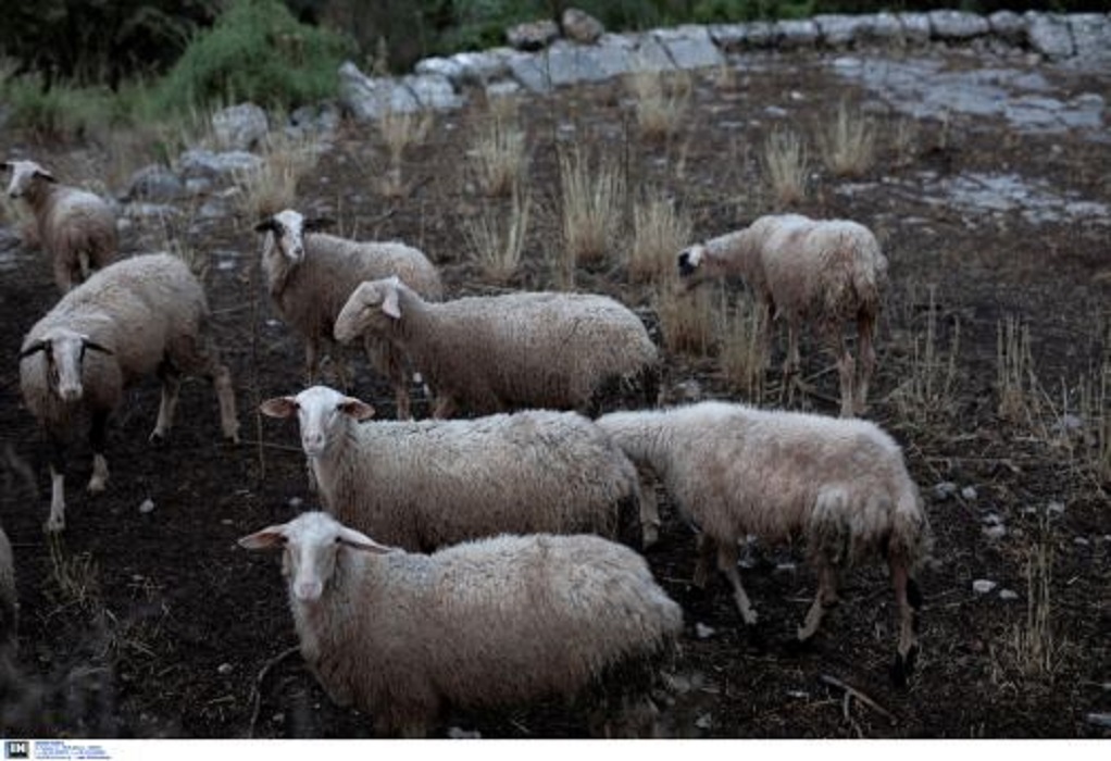 Κακοκαιρία: Κεραυνός σκότωσε κοπάδι με 50 πρόβατα στο Μέτσοβο