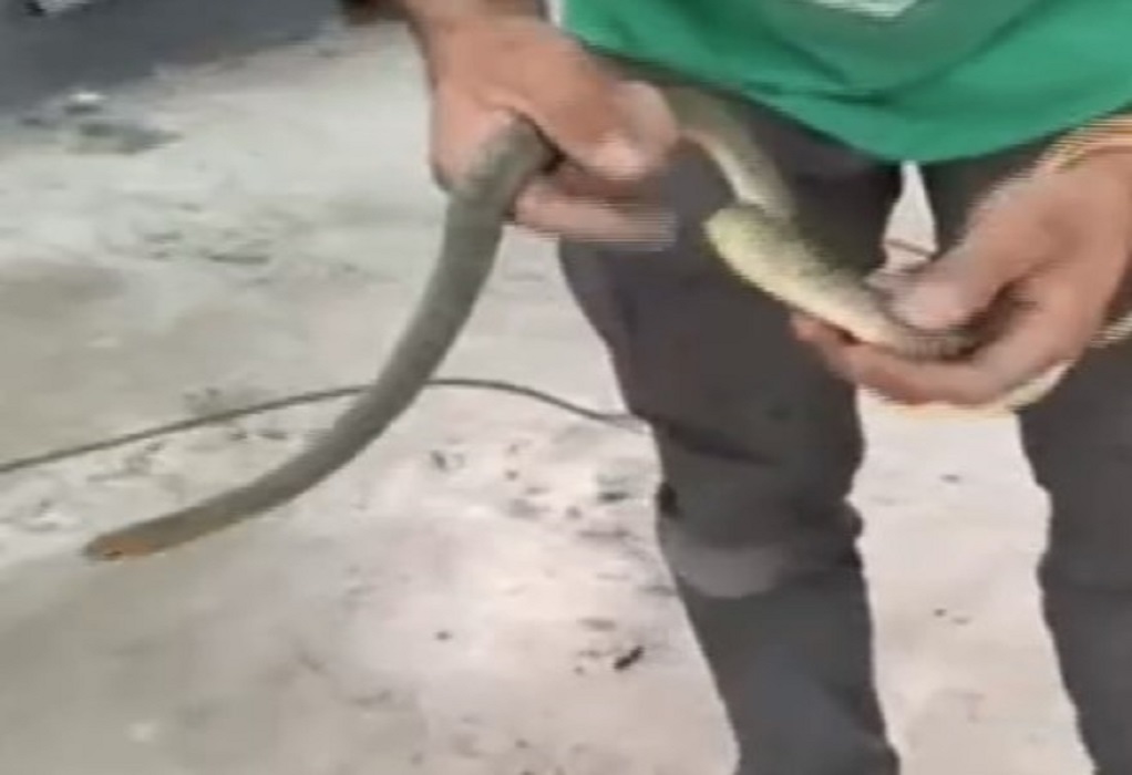 Θεσσαλονίκη: Φίδι εγκλωβίστηκε σε ντεπόζιτο βενζίνης αυτοκινήτου (VIDEO)