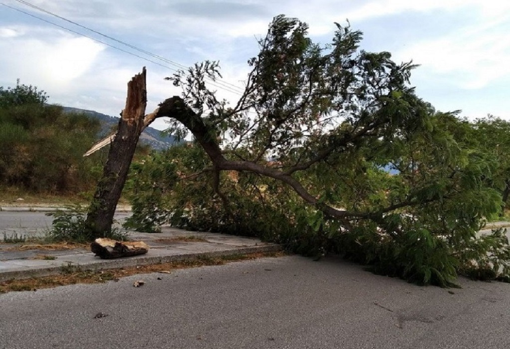 Χαλκιδική: Έκλεισε ο δρόμος έξω από το Στρατώνι μετά από πτώση δέντρου (ΦΩΤΟ)