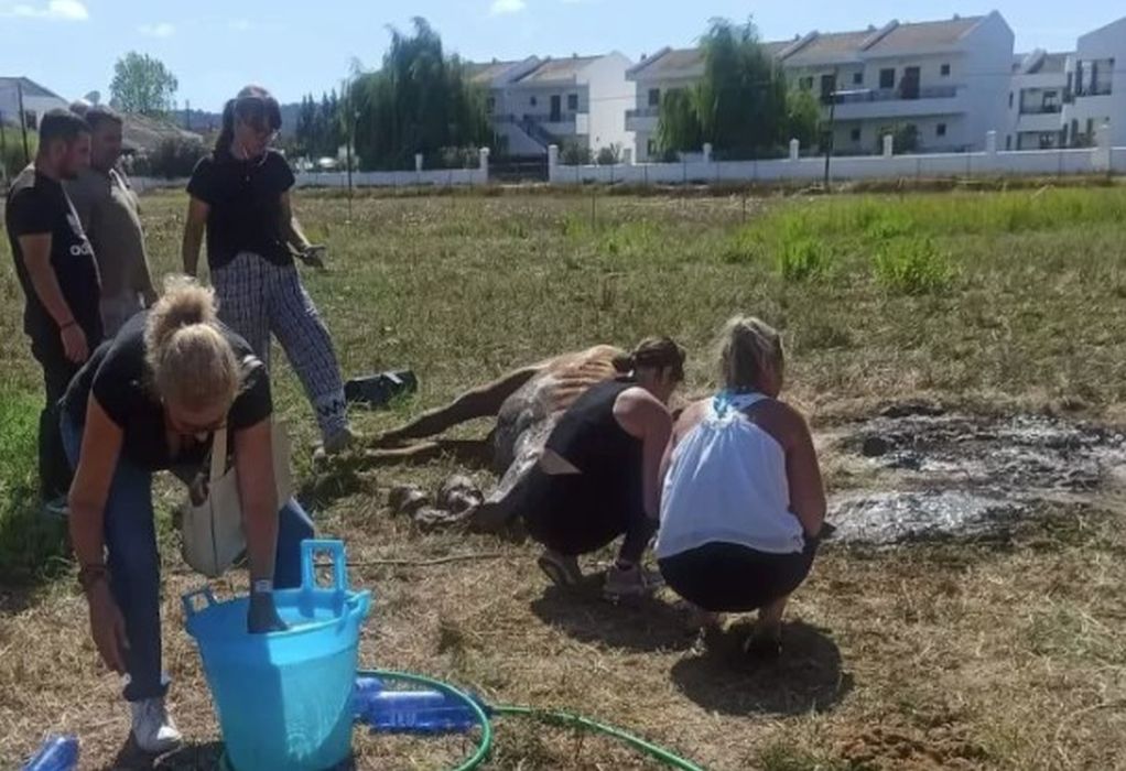 Βασανιστικός θάνατος για άλογο στην Κέρκυρα-Το άφησαν χωρίς νερό (VIDEO)