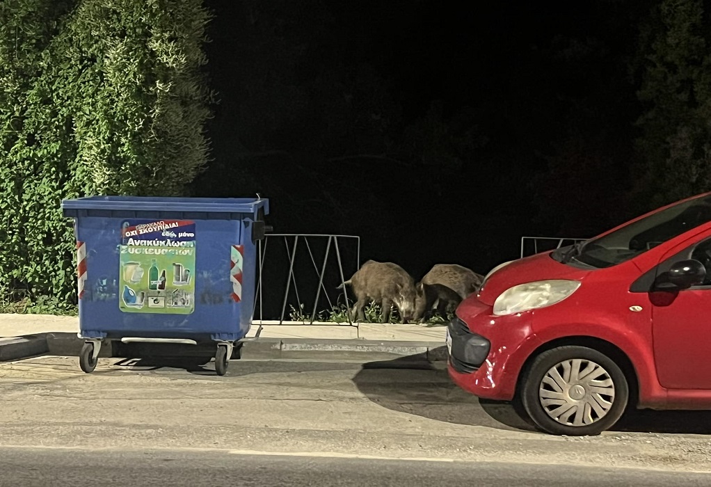 Θεσσαλονίκη: Βραδινή τσάρκα για αγριογούρουνα στα Πεύκα (ΦΩΤΟ)