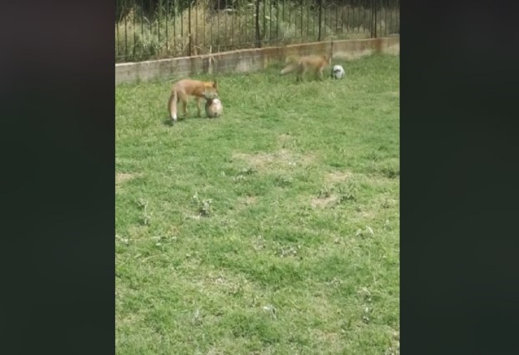 Θεσσαλονίκη: Το είδαμε κι’ αυτό-Αλεπούδες παίζουν… μπάλα σε γήπεδο του Πανοράματος (VIDEO)