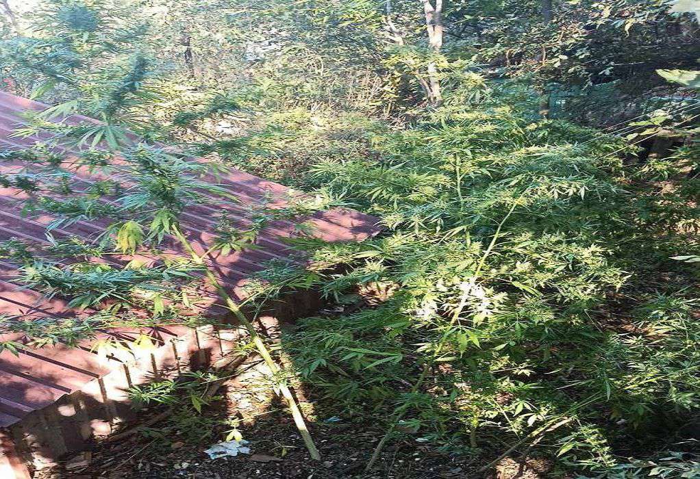 Σέρρες: Καλλιεργούσε δενδρύλλια κάνναβης στην αυλή του σπιτιού του