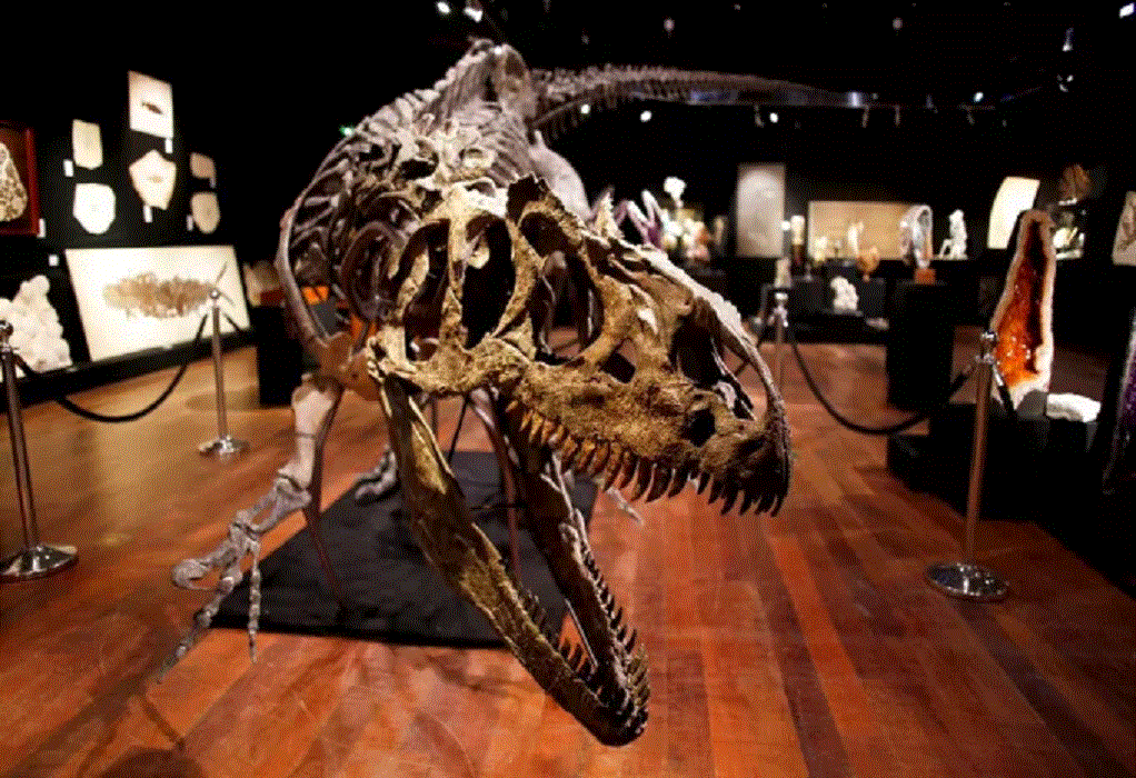 Δεινόσαυρος «σαλονιού» πωλείται σε δημοπρασία (VIDEO)