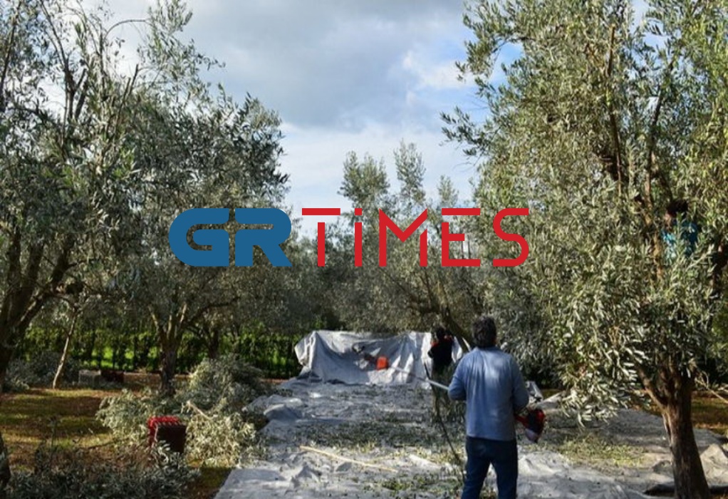 Χαλκιδική: Άφαντοι οι εργάτες γης – Σε πτώση η τιμή της πράσινης ελιάς