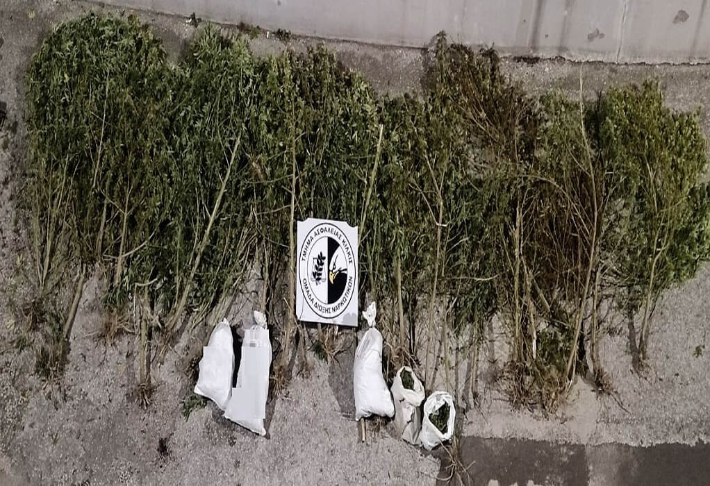 Θεσσαλονίκη: Τρεις συλλήψεις για καλλιέργεια κάνναβης – Κατασχέθηκαν πάνω από 17 κιλά (ΦΩΤΟ)