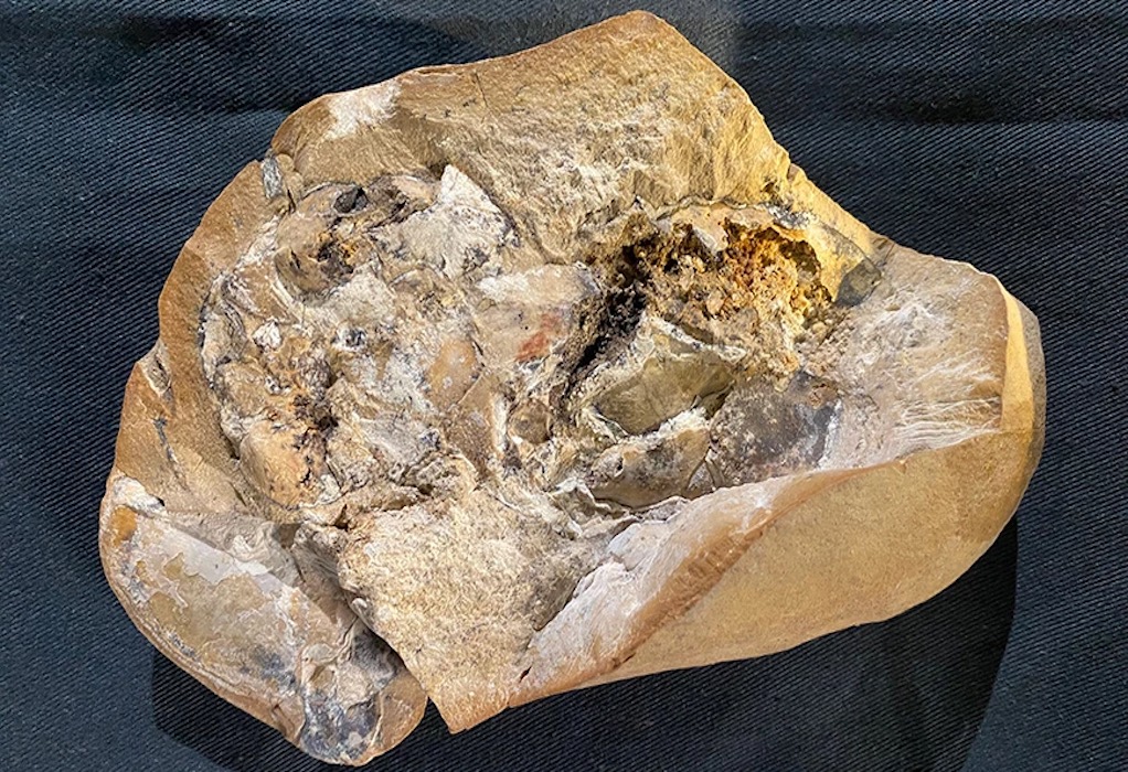 Απολήθωμα της αρχαιότερης καρδιάς στον κόσμο βρέθηκε σε αρχαίο ψάρι