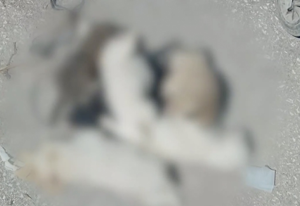 Απίστευτη κτηνωδία στα Τρίκαλα: Έριξαν στα σκουπίδια έξι κουτάβια – Σώθηκε το ένα (VIDEO)