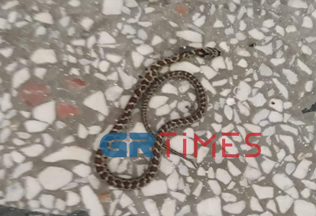 Ακίνδυνα τα φίδια που «έζωσαν» νηπιαγωγείο στη Θεσσαλονίκη – «Λουκέτο» για έρευνες (ΦΩΤΟ)