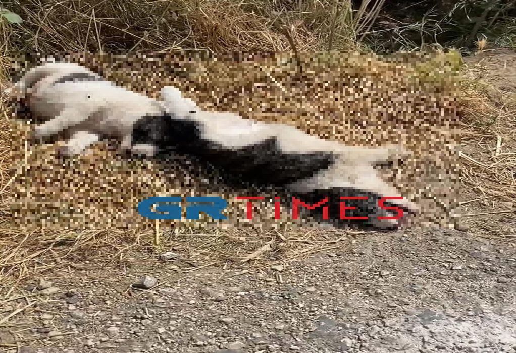 Φιλιππιάδα: Νεκρά σκυλάκια σε «καταφύγιο» ζώων-«Αγνοούνται» οι υπεύθυνοι (ΦΩΤΟ-VIDEO)