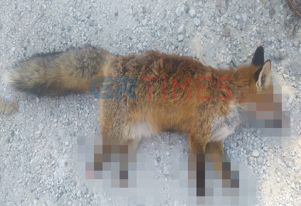 Καστοριά: Αιχμαλώτισαν και βασάνισαν αλεπού αφού την ακρωτηρίασαν (ΦΩΤΟ-VIDEO)