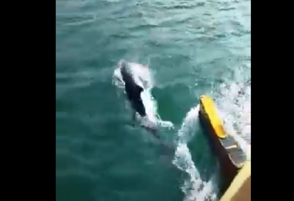 Θεσσαλονίκη: Παιχνίδια στο νερό από δελφίνια στο Θερμαϊκό (VIDEO)