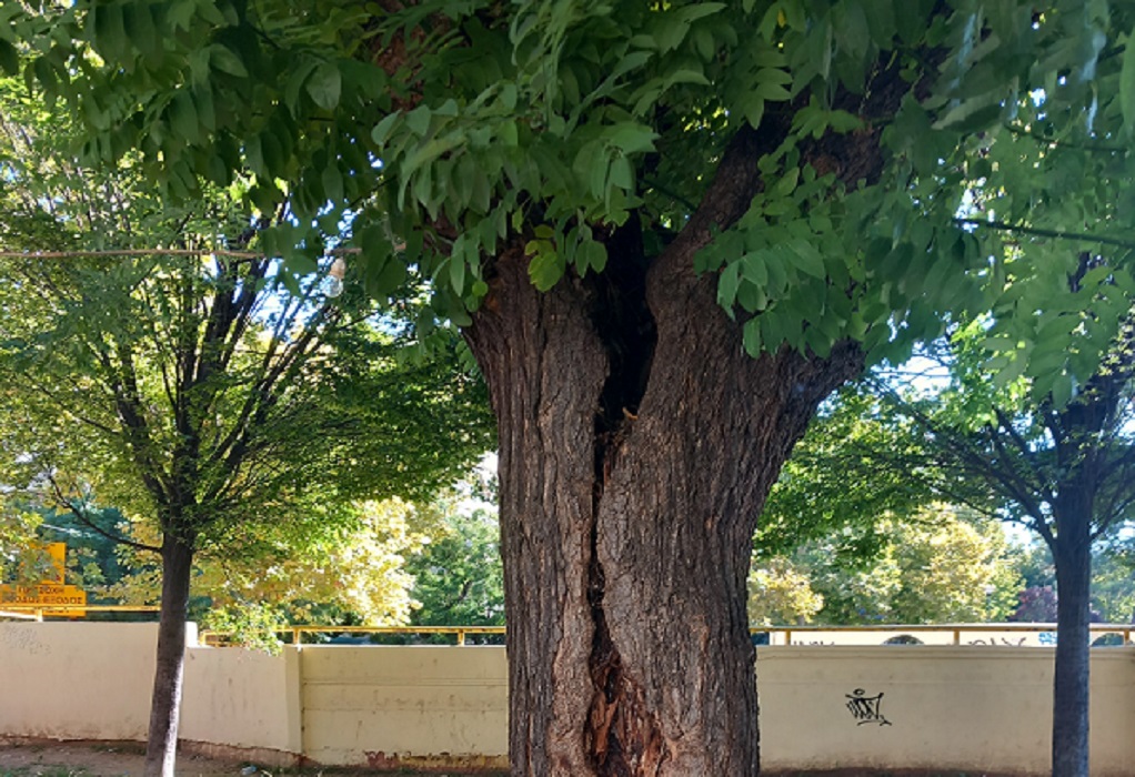 Δ. Θεσσαλονίκης: Παρεμβάσεις για την αποκατάσταση των προβλημάτων με τα δέντρα της οδού Κρήτης